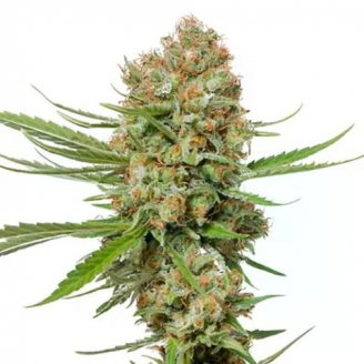 Семена марихуаны купить сорт Lemon Cherry Cookies Auto Fem.