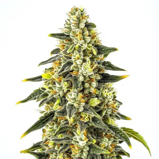 Семена марихуаны купить сорт Gorilla Punch Auto Fem.