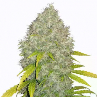 Семена марихуаны купить сорт Nutter Budder Fem.
