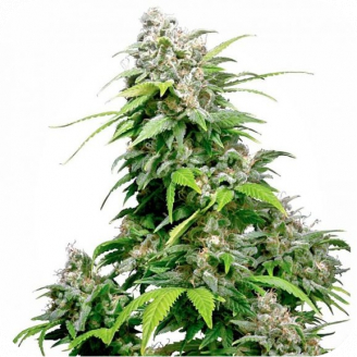 Семена марихуаны купить сорт Mexican Sativa Auto Fem.