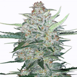Семена марихуаны купить сорт Do-Si-Dos Cookies Auto Fem.