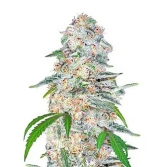 Семена марихуаны купить сорт Blue Dream'matic Auto Fem.