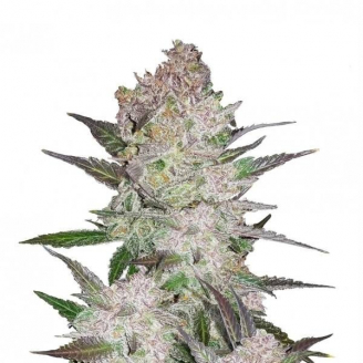 Семена марихуаны купить сорт Cream Cookies Auto Fem.