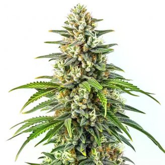 Семена конопли сорта Strawberry Cheesecake Auto Fem.